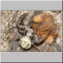 Xysticus sp - Krabbenspinne 03a 5mm Lehmhuegel auf Waldwiese.jpg